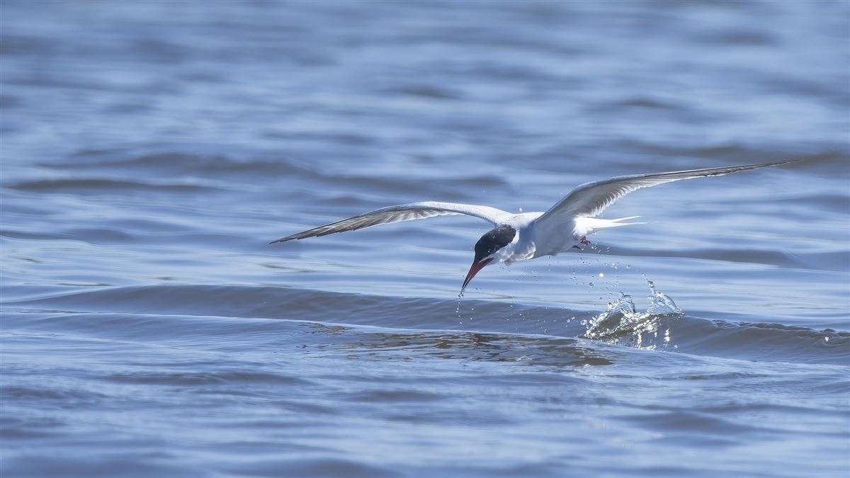Common Tern