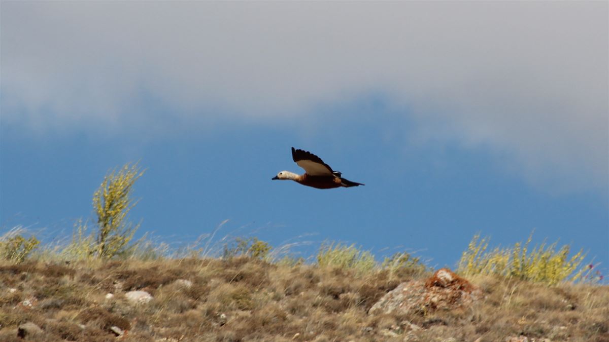 Ruddy Shelduck