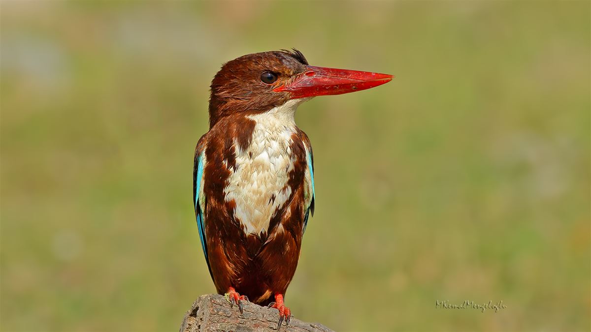 White-throated Kingfisher