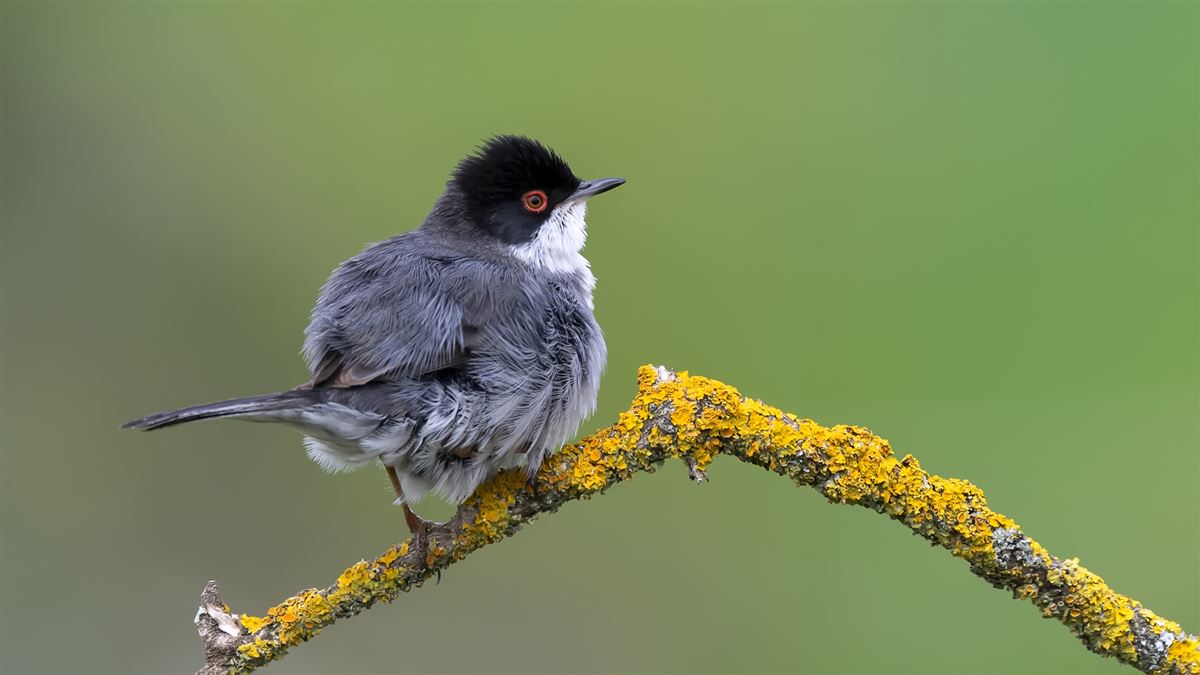 Sardinian Warbler