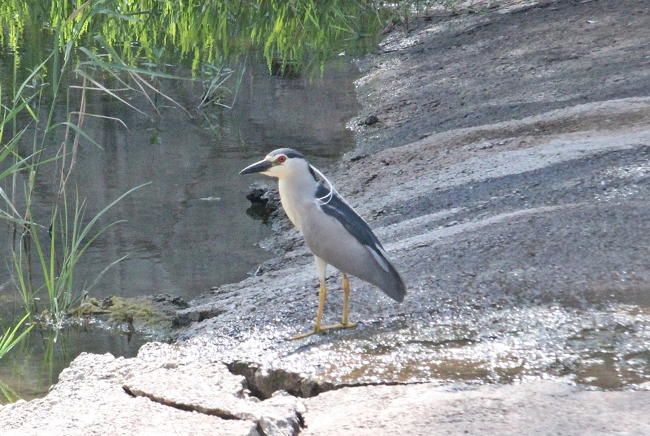 Black-crowned Night Heron