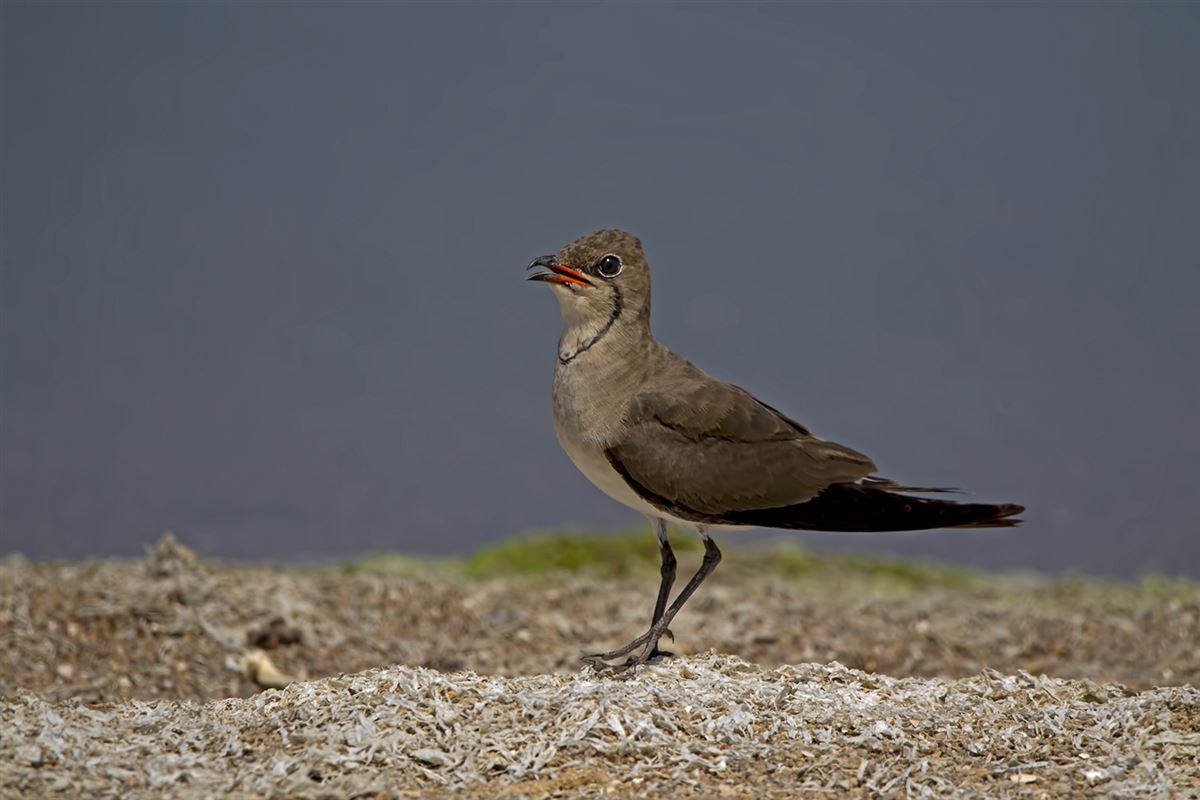 Bataklıkkırlangıcı