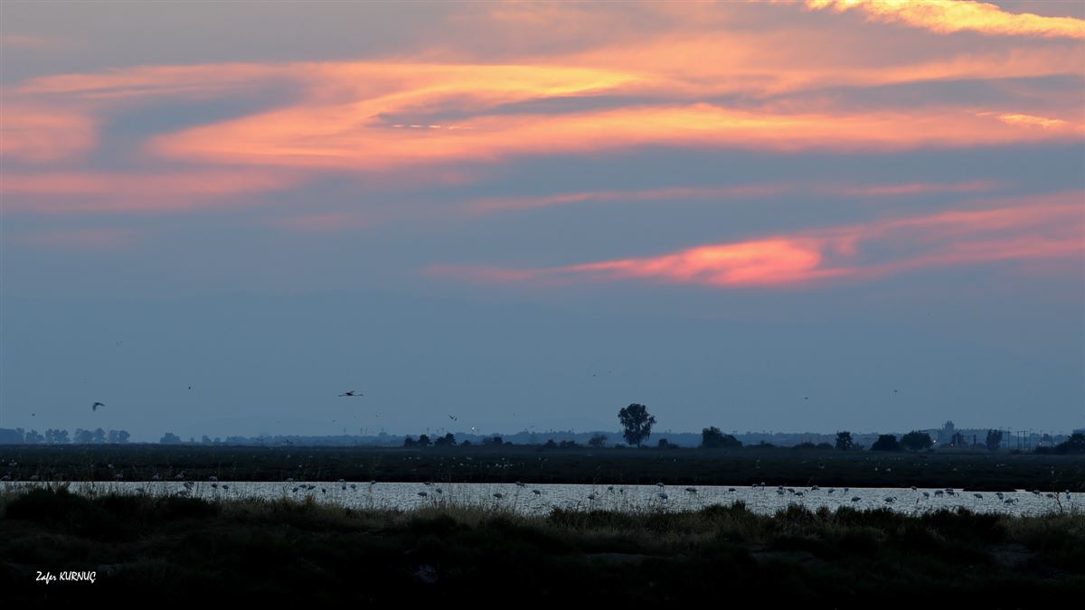 Flamingo