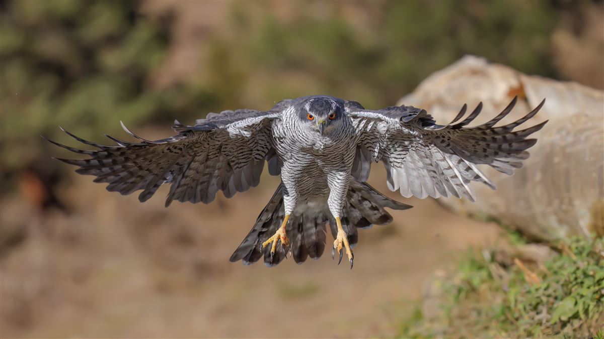 Çakır