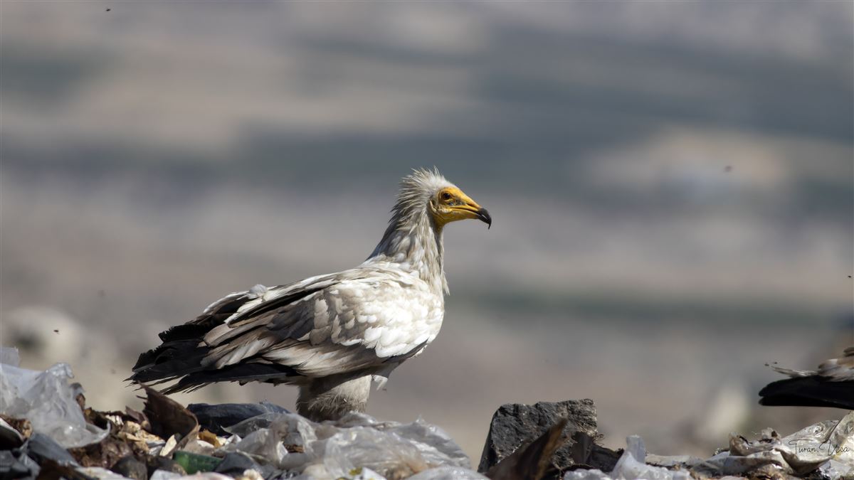 Küçük Akbaba