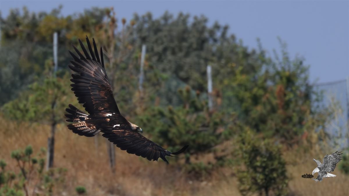 Şah Kartal