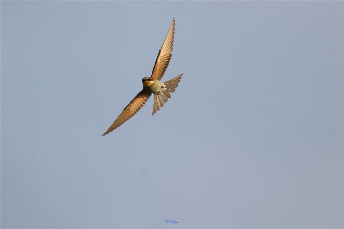 European Bee-eater
