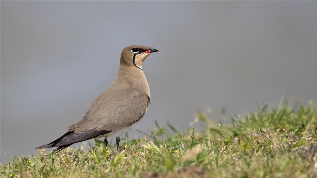 Collared Pratincole
