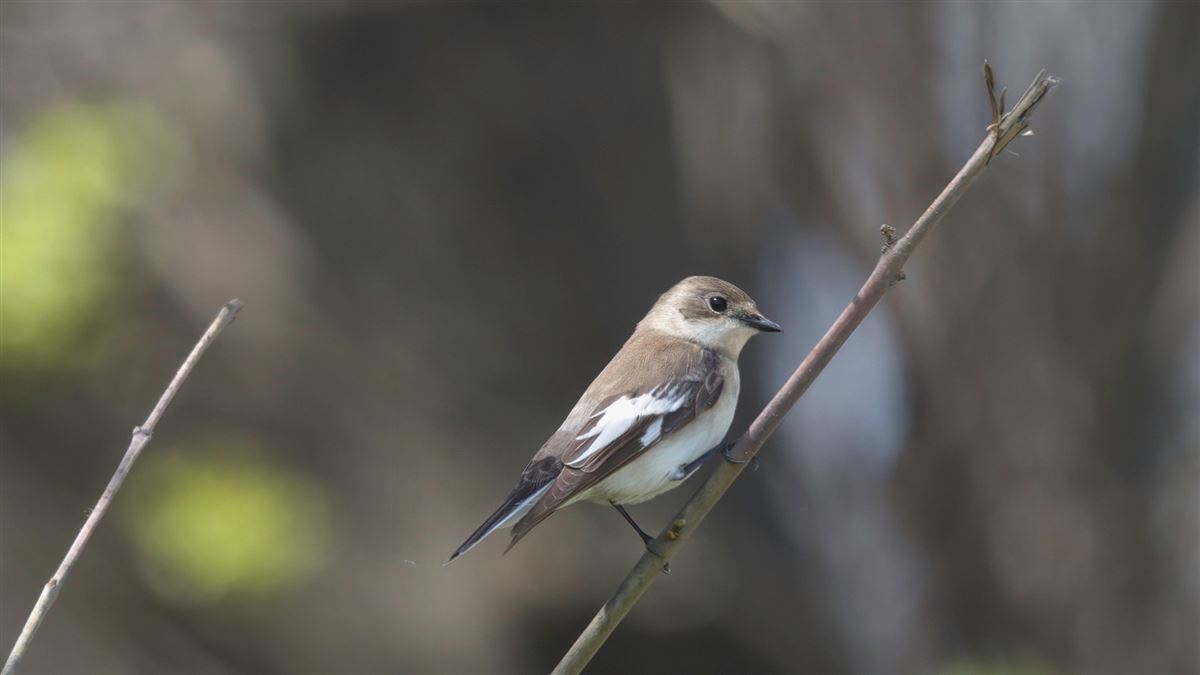 Collared Flycatcher