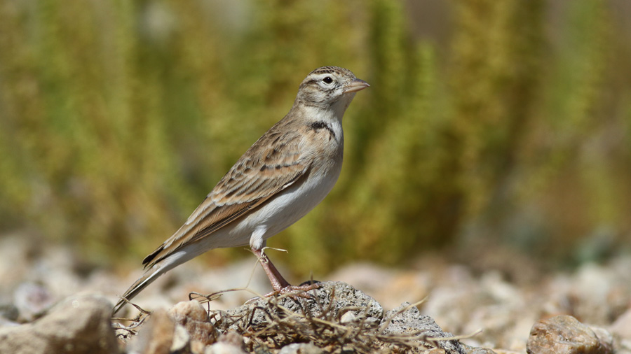 Greater Short-toed Lark