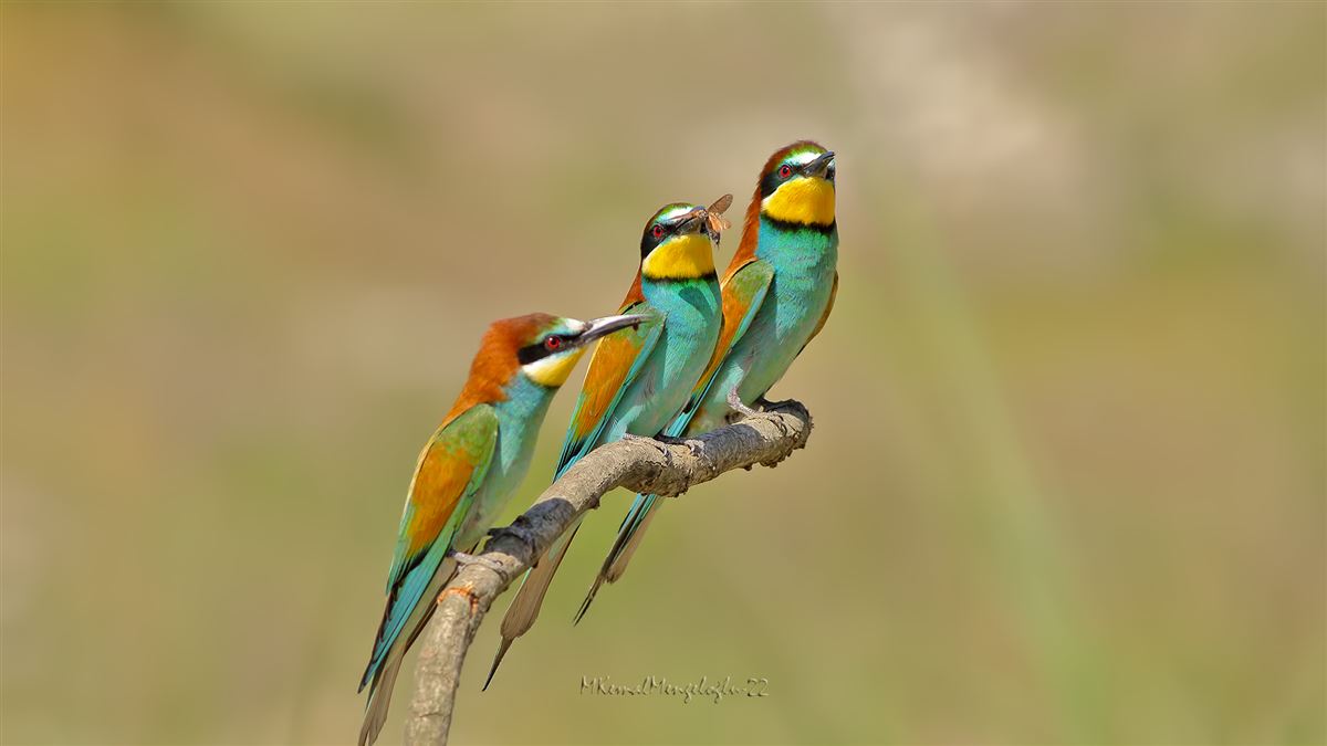 European Bee-eater