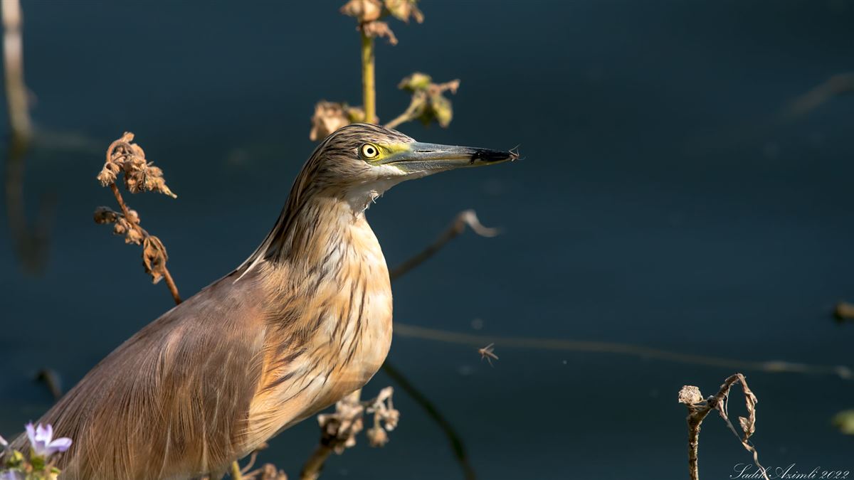 Squacco Heron