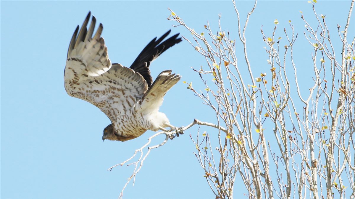 Short-toed Snake Eagle