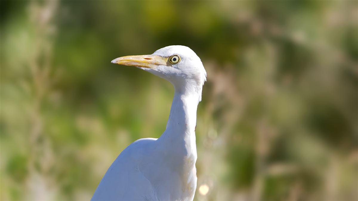 Western Cattle Egret