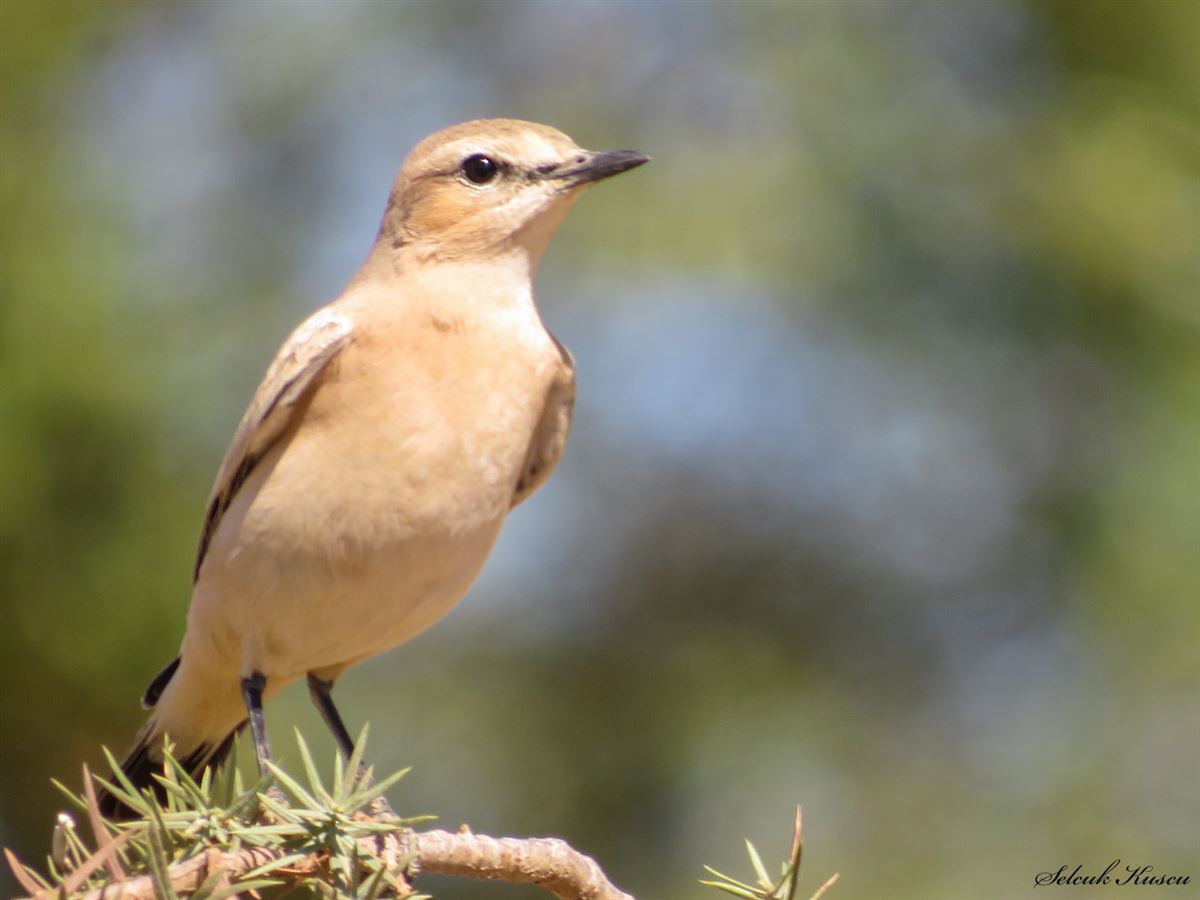 Isabelline Wheatear