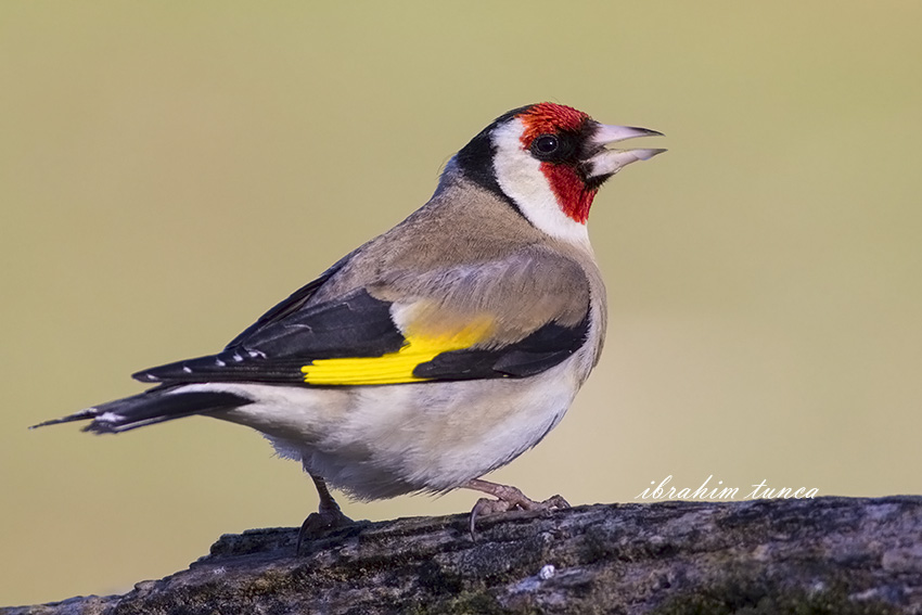 European Goldfinch