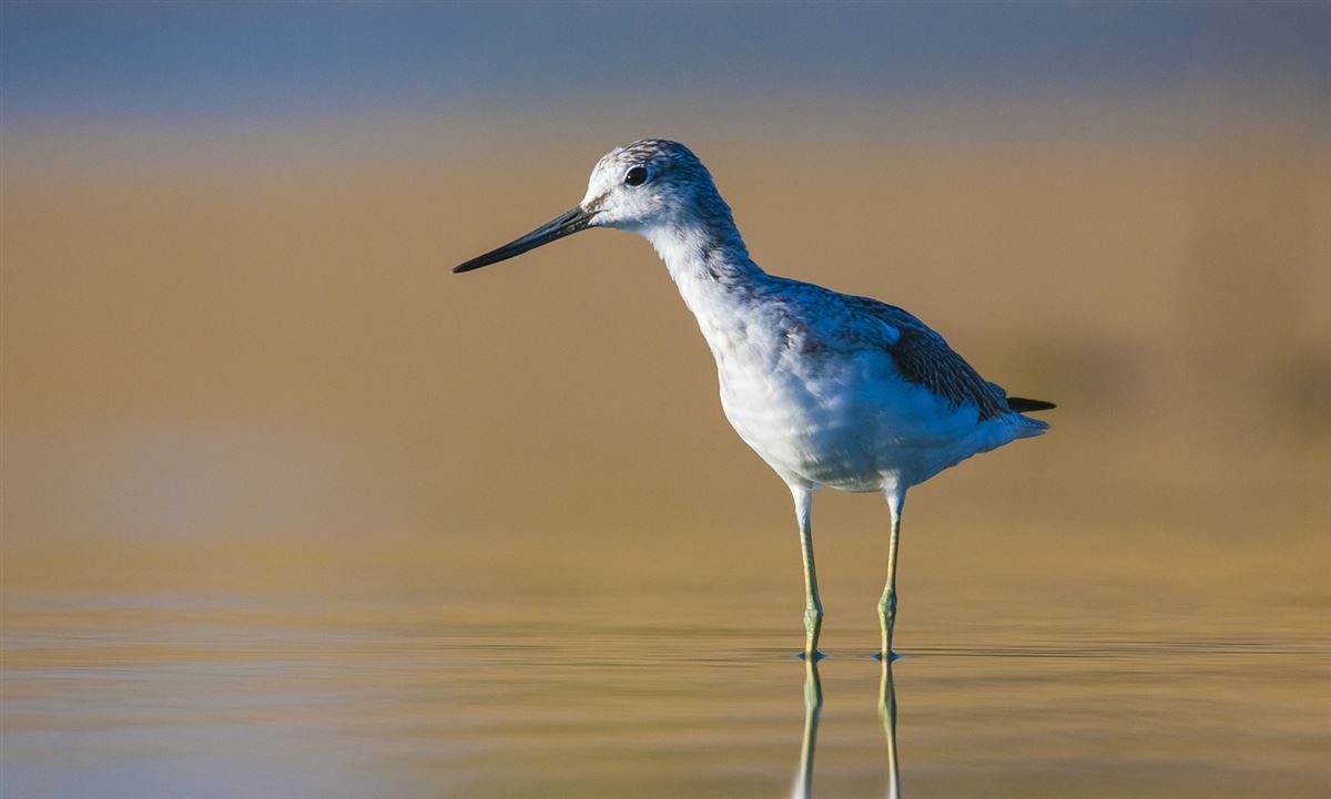 Common Greenshank