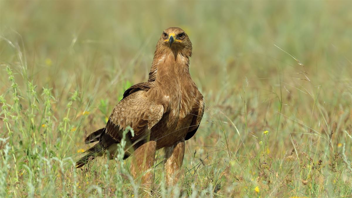 Lesser Spotted Eagle