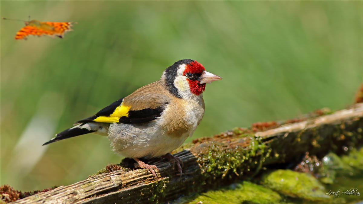 European Goldfinch