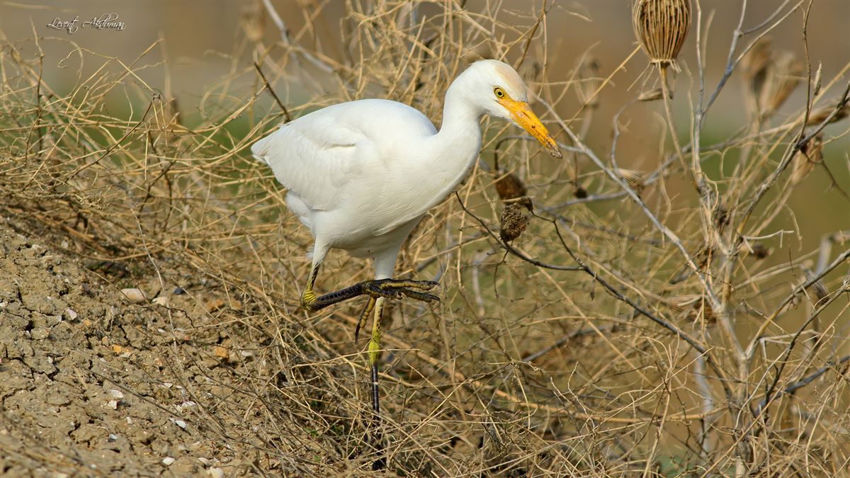 Western Cattle Egret