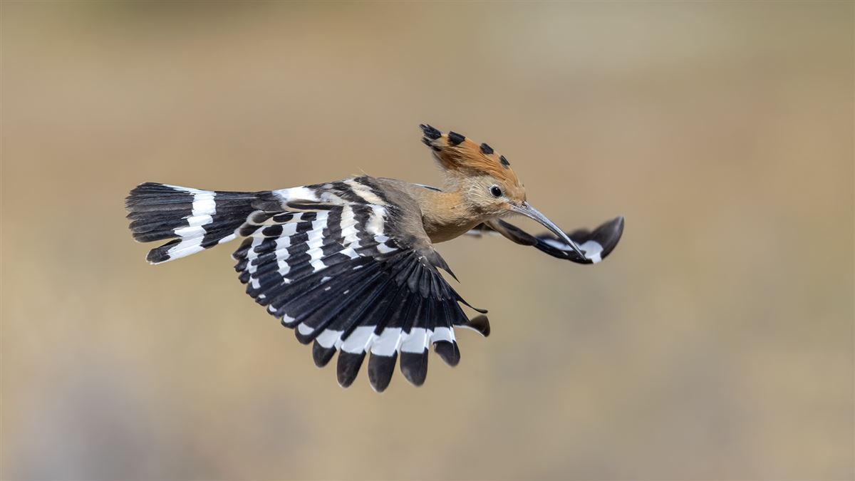 Eurasian Hoopoe