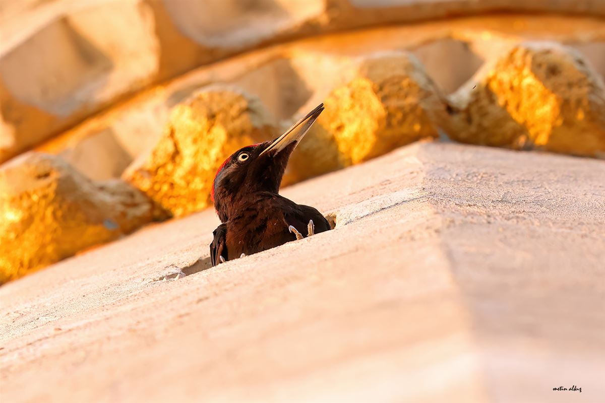 Black Woodpecker