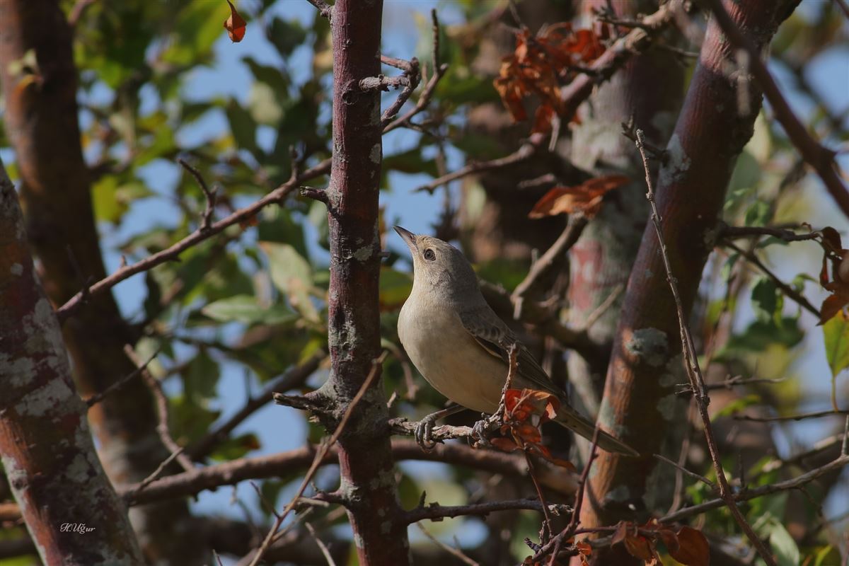 Barred Warbler