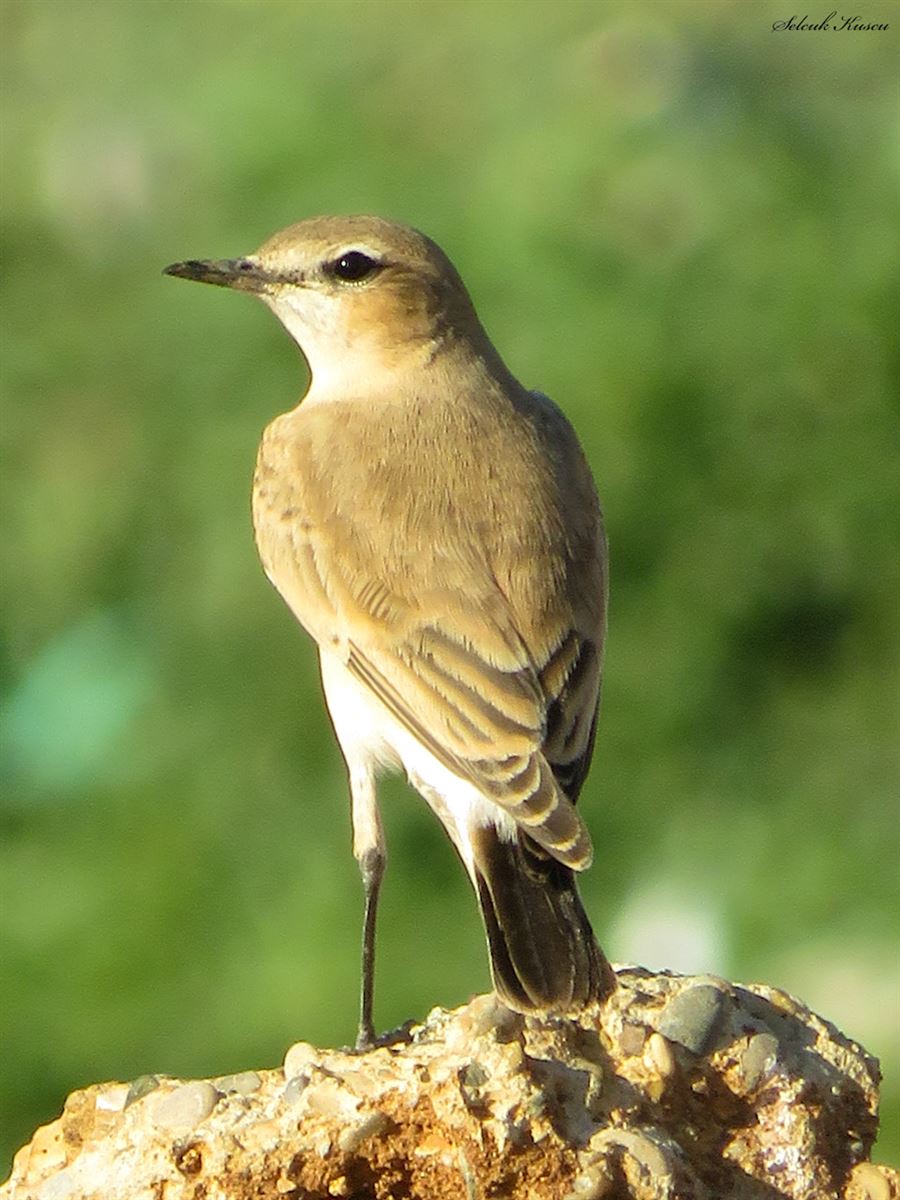 Isabelline Wheatear