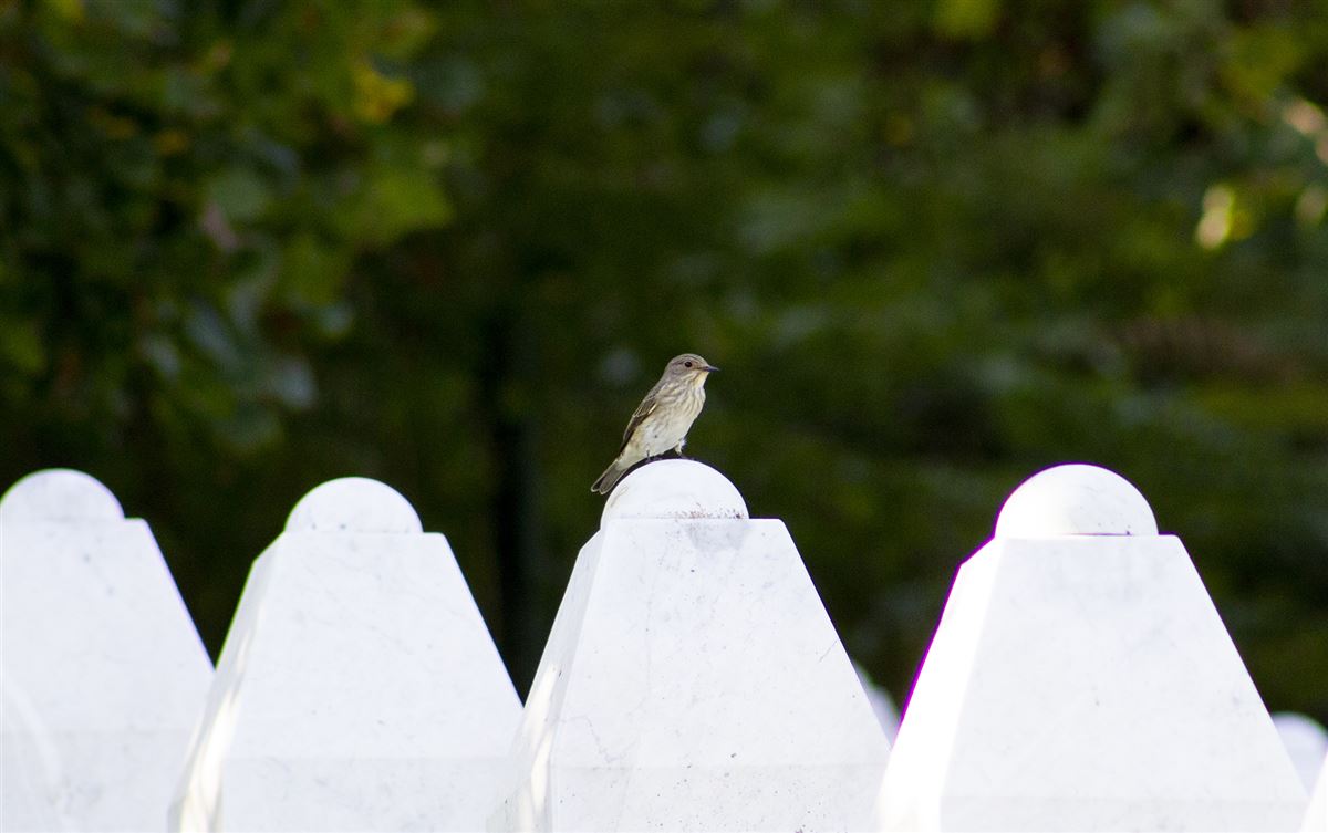 Spotted Flycatcher