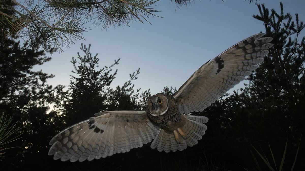 Long-eared Owl