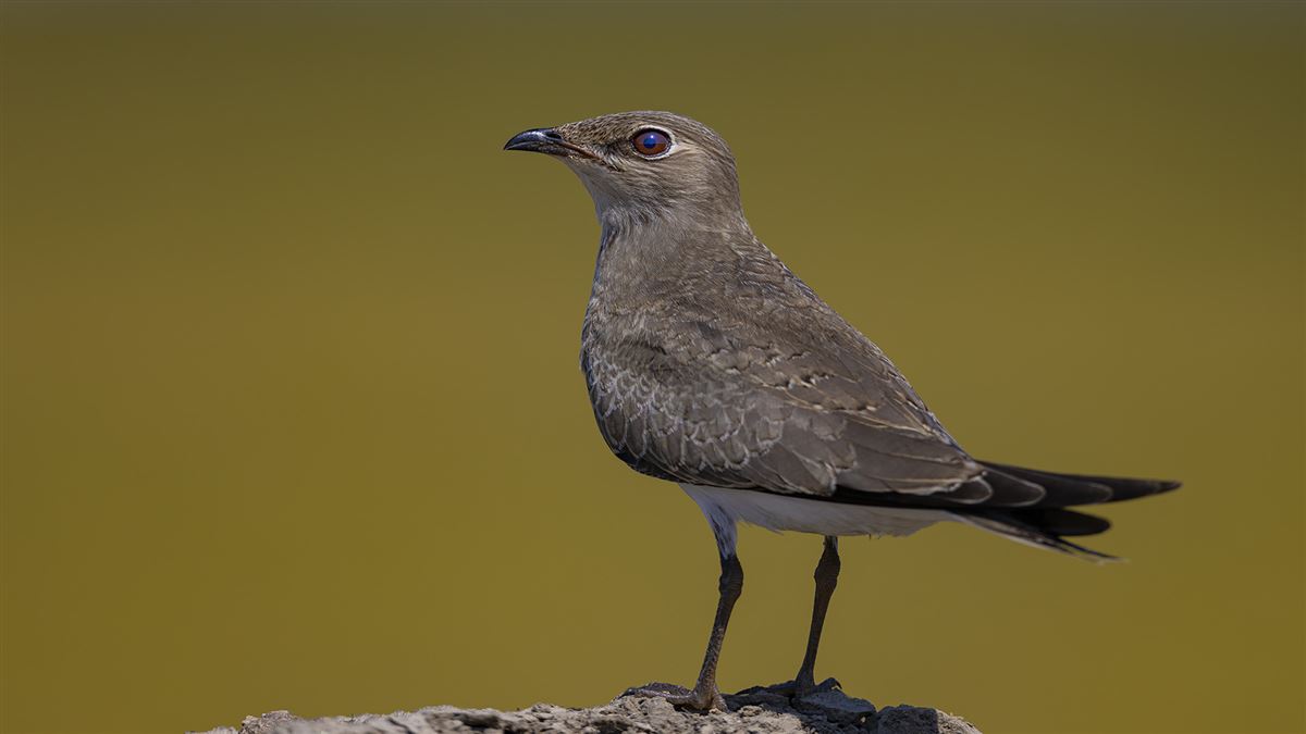 Collared Pratincole