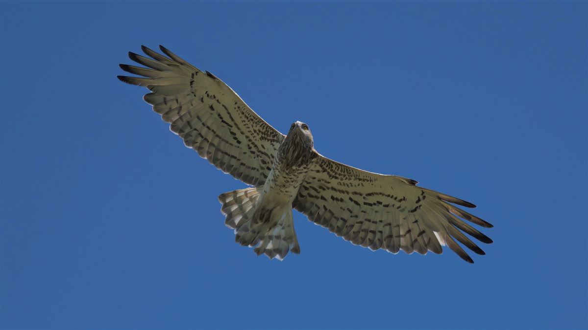 Short-toed Snake Eagle