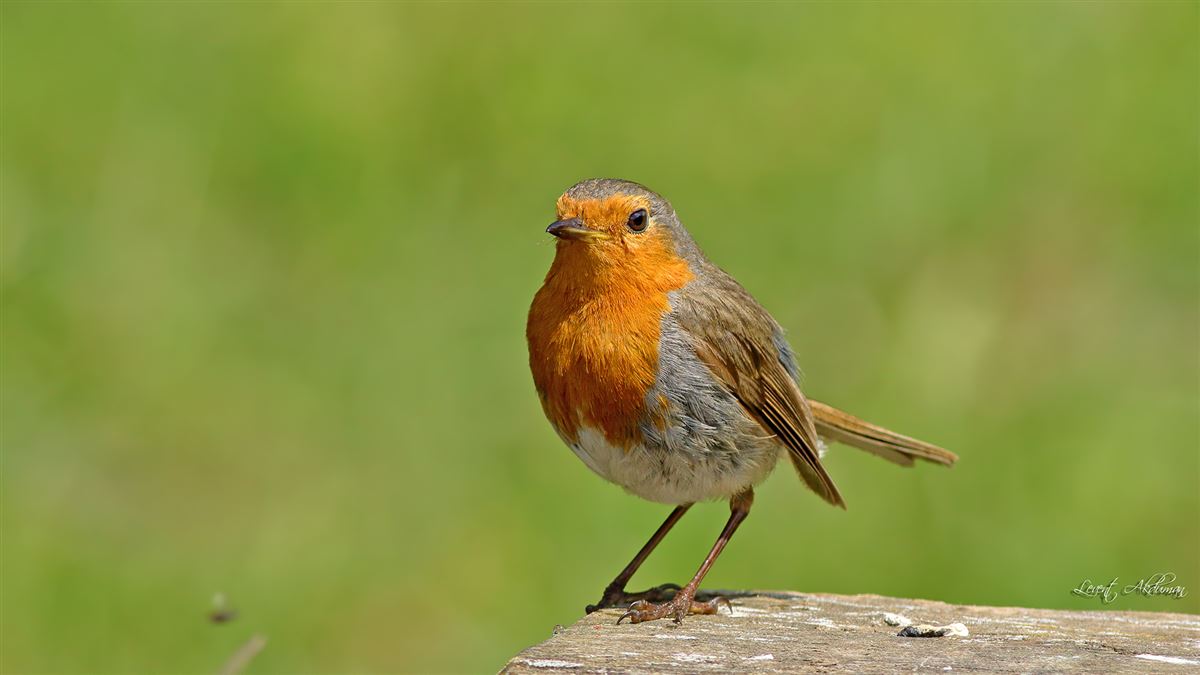 European Robin