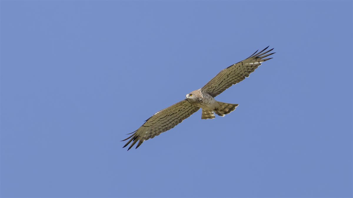 Short-toed Snake Eagle