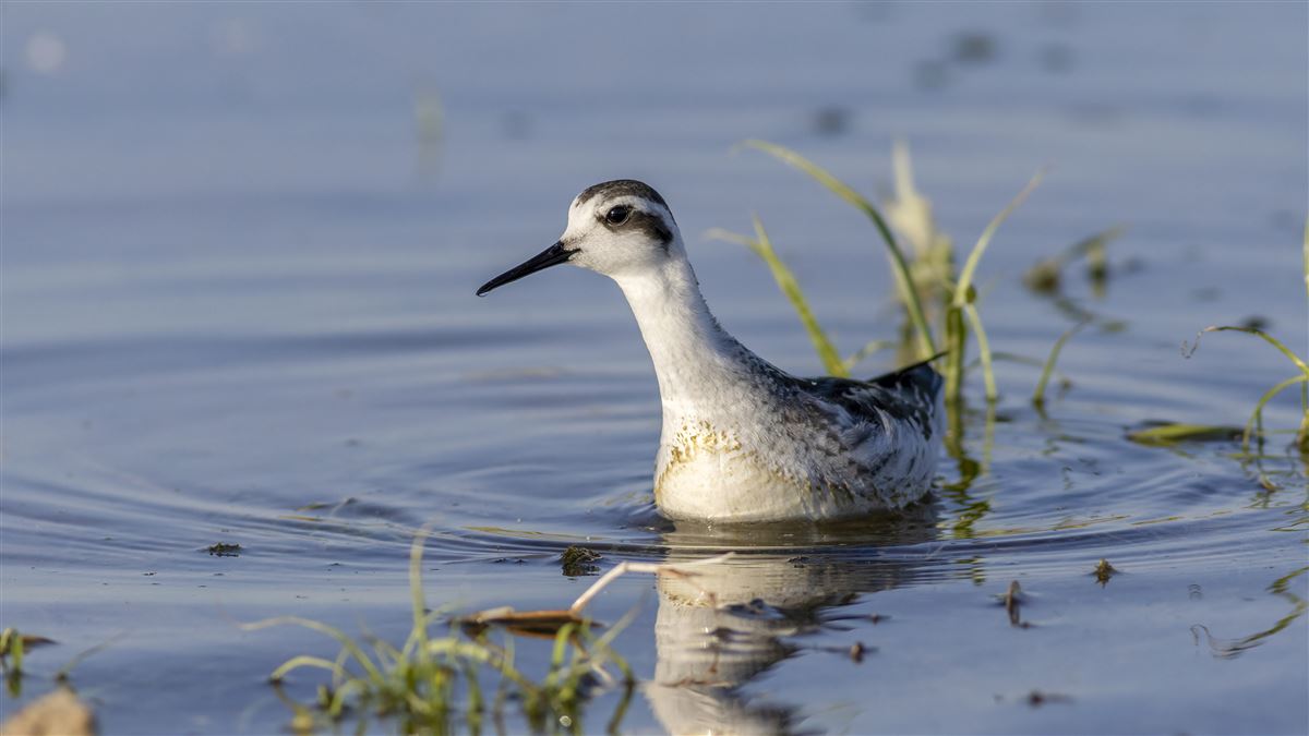 Red-necked Phalarope
