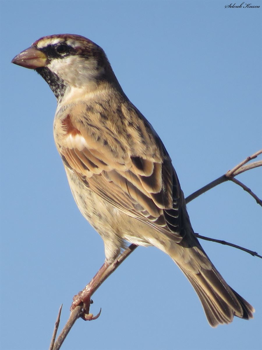 Spanish Sparrow