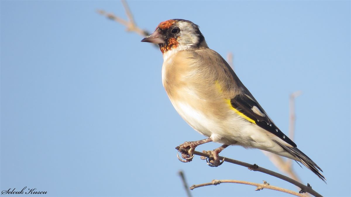 European Goldfinch