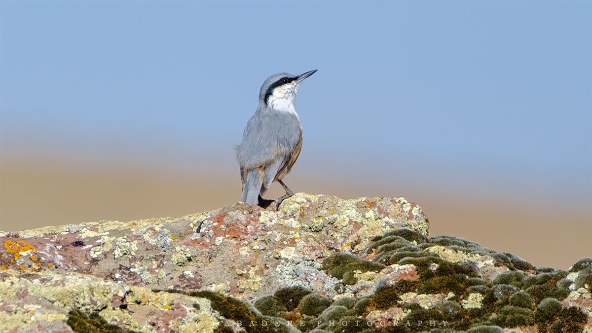 Western Rock Nuthatch