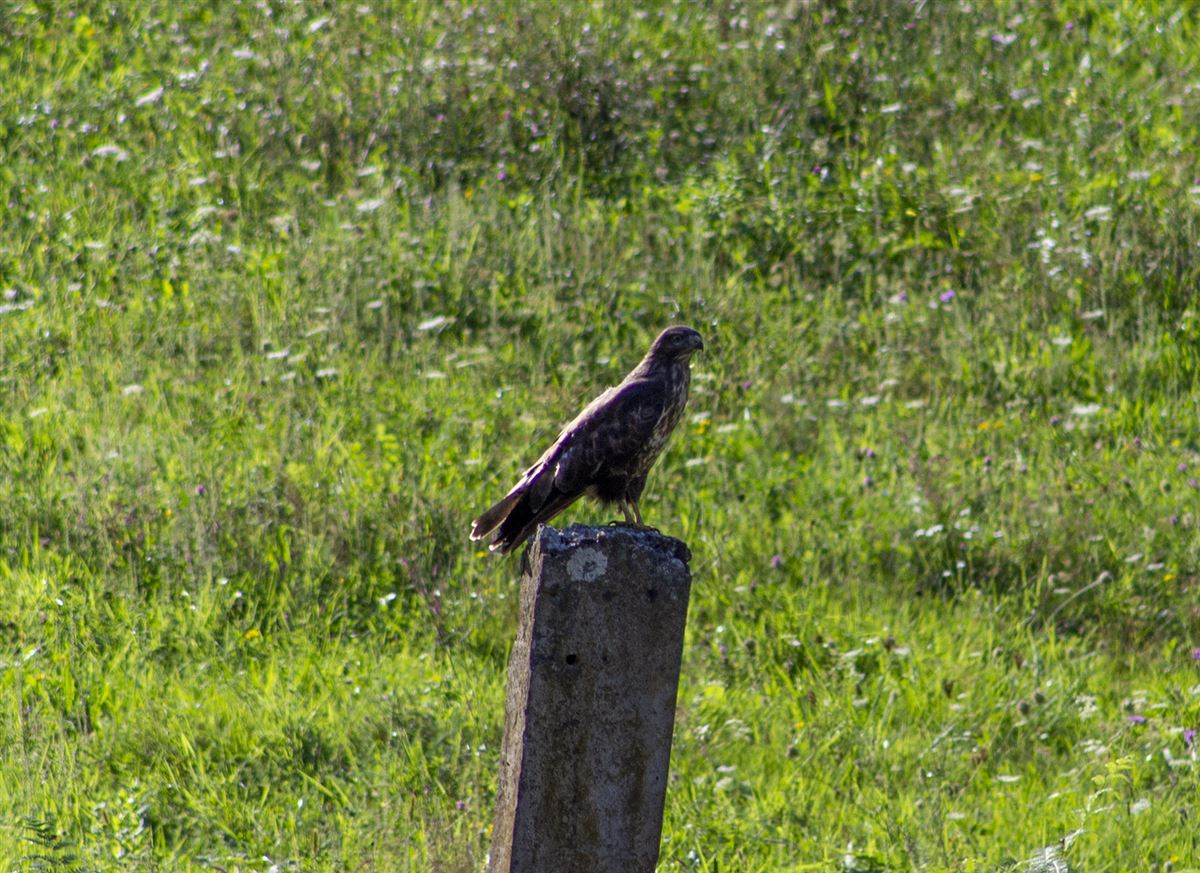 Common Buzzard