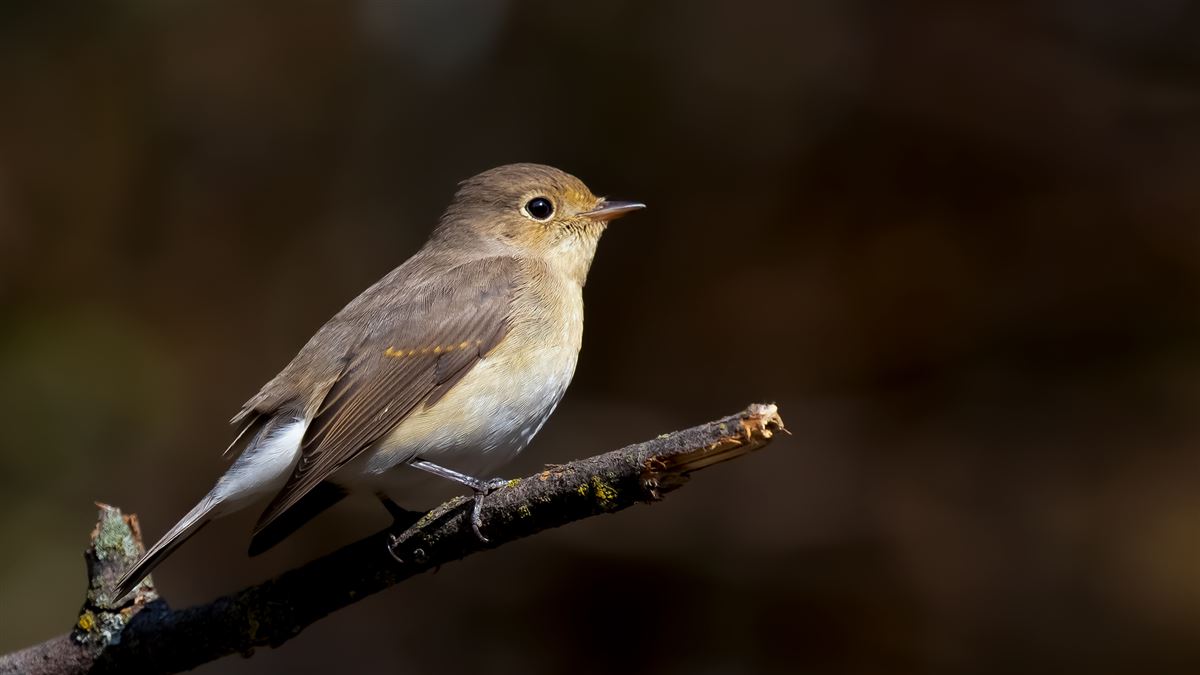 Red-breasted Flycatcher