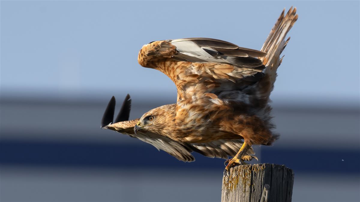 Long-legged Buzzard