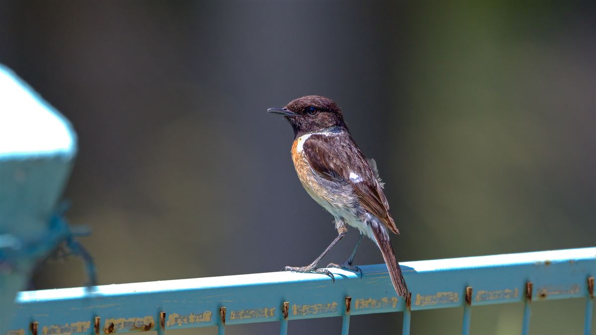 European Stonechat