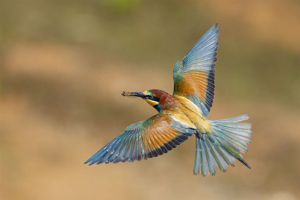 European Bee-eater