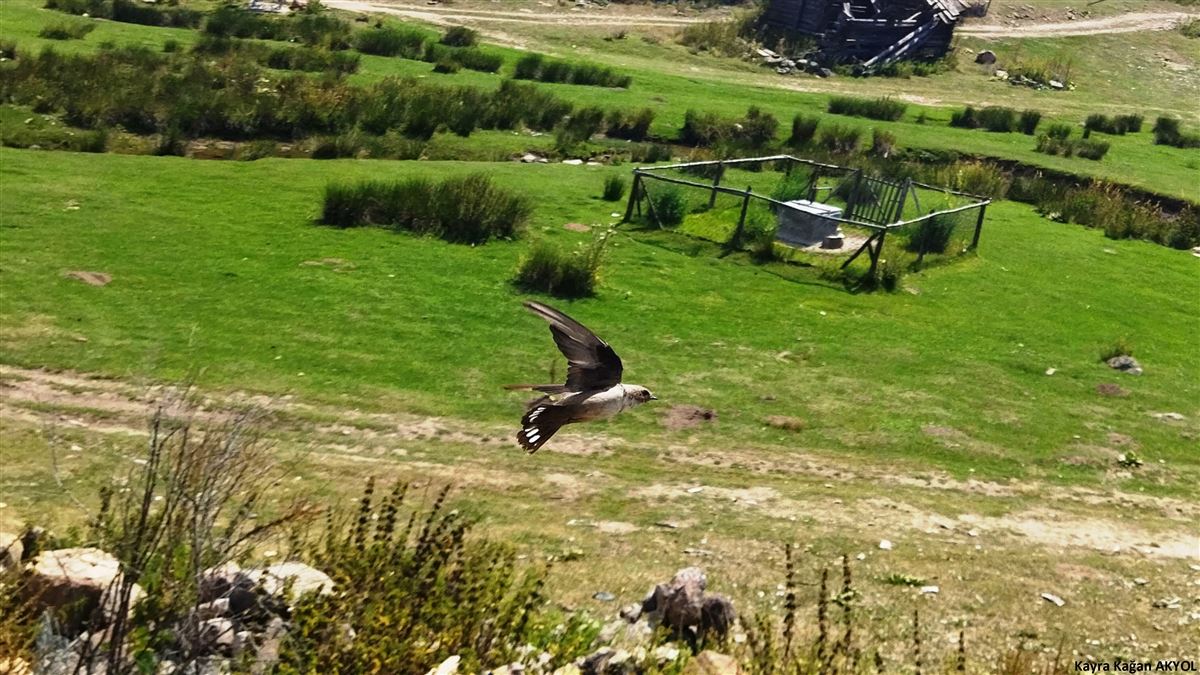 Kaya Kırlangıcı