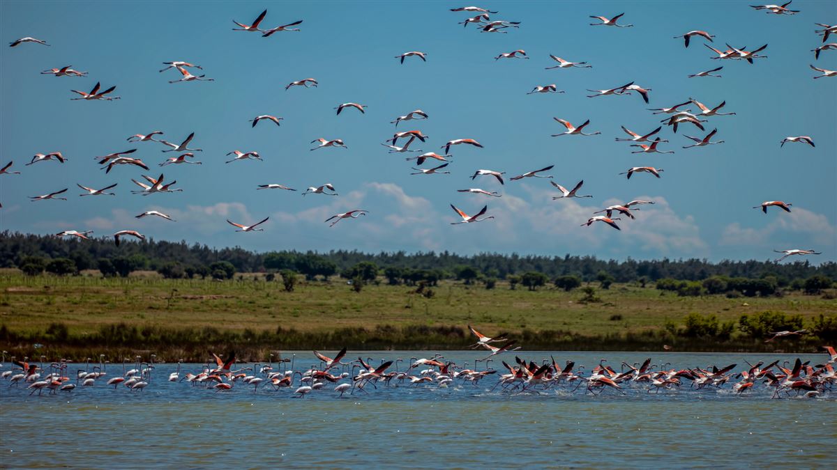 Flamingo