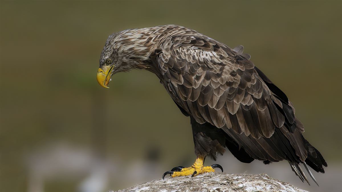 Akkuyruklu Kartal