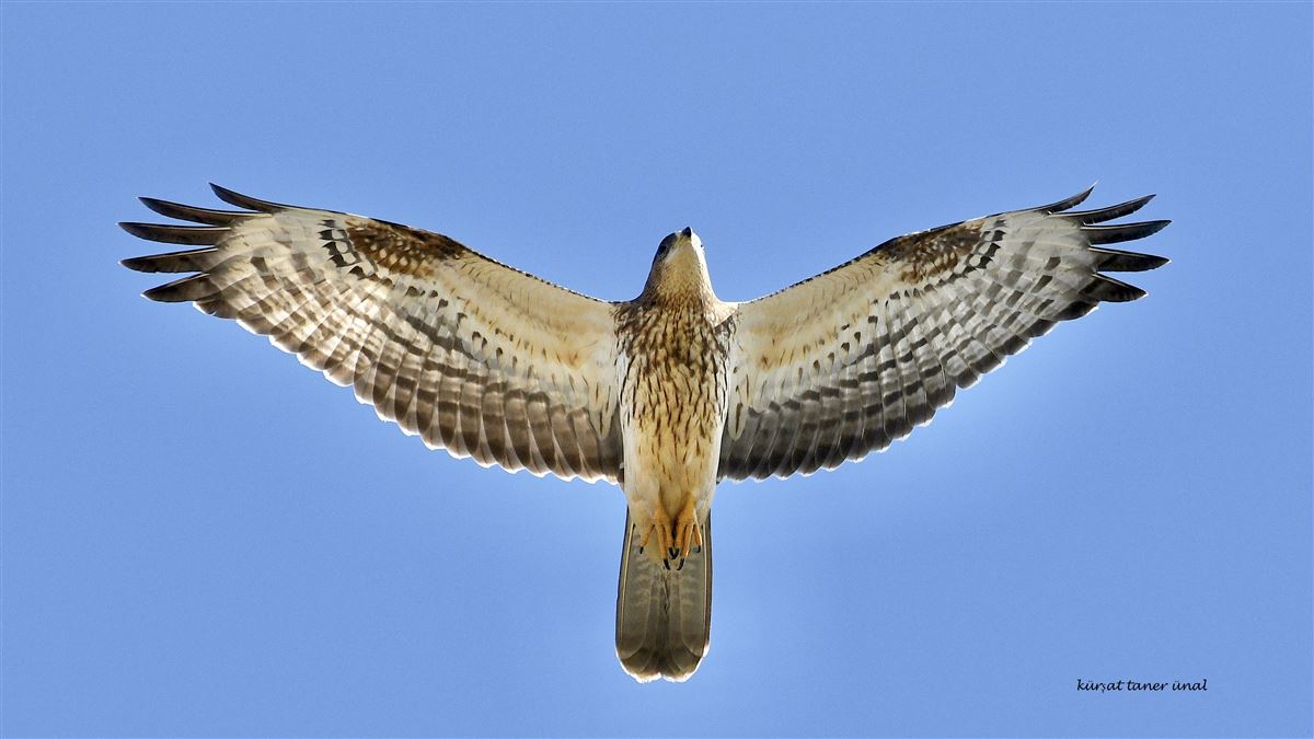 Arı Şahini