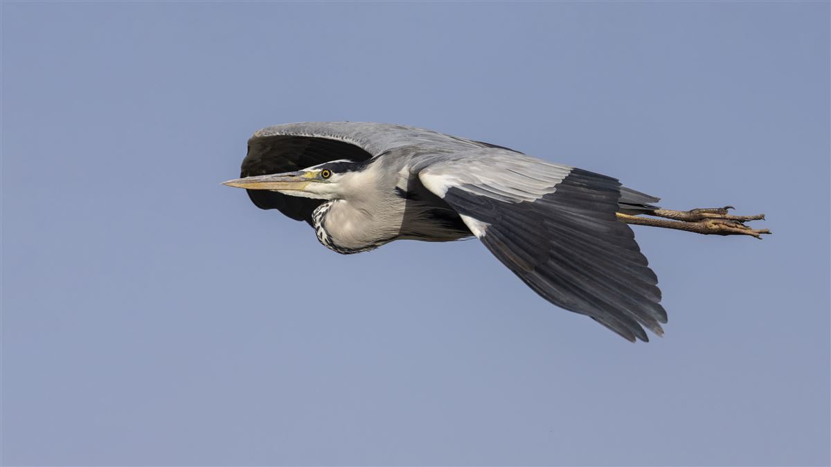 Gri Balıkçıl