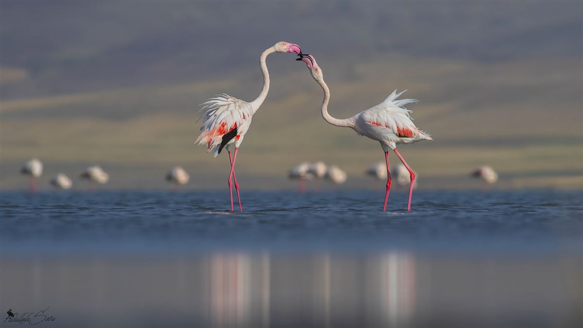 Flamingo