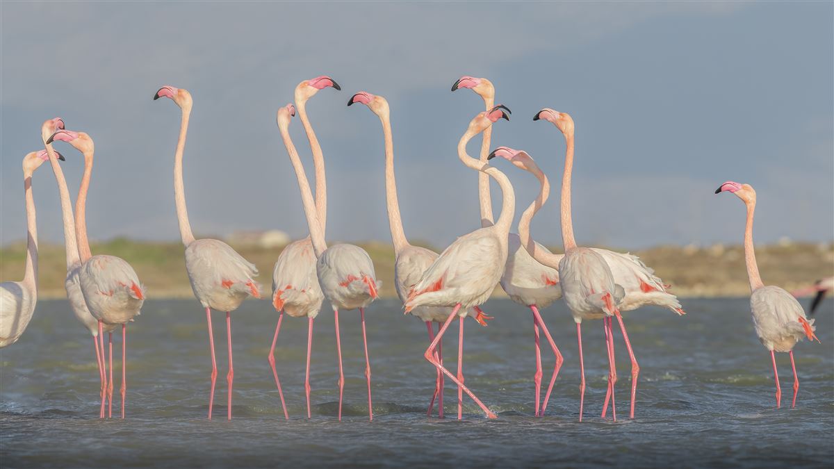 Flamingo